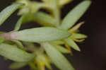 Yellow stonecrop